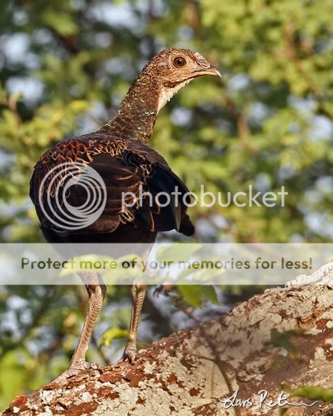 481_GreenJunglefowl_Gallusvarius_BaluranNPJavaIndonesia_20100722_3_600b.jpg