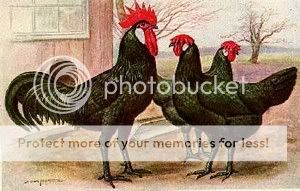 black-minorca-chickens.jpg