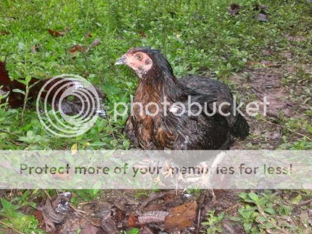 Andean_hen_with_chicks_near_Lima.jpg