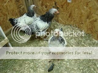 chickens2126.jpg