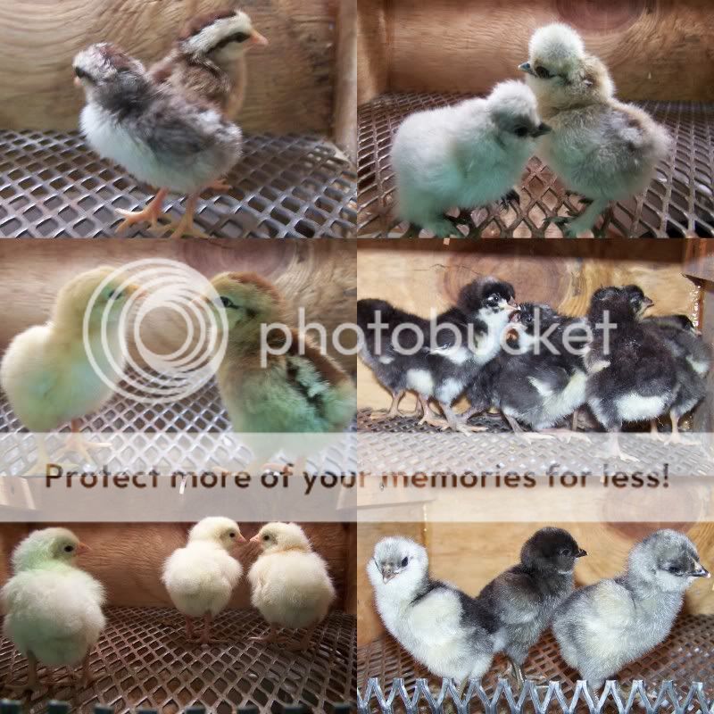 Chicks5-18-09.jpg