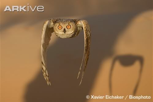 Pharaoh-eagle-owl-in-flight-over-de.jpg