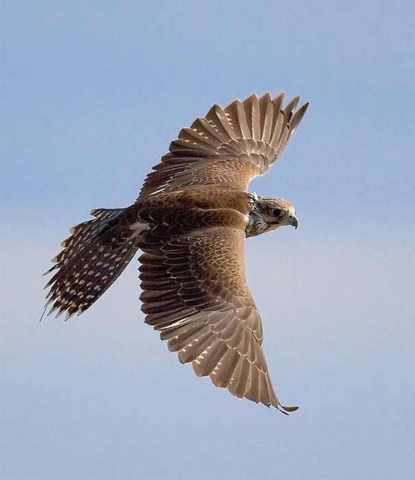 saker-falcon.jpg