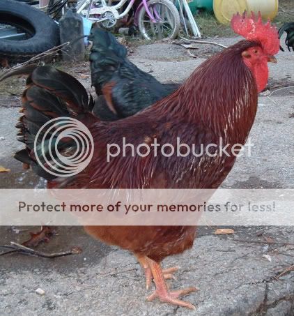 Chickens131.jpg