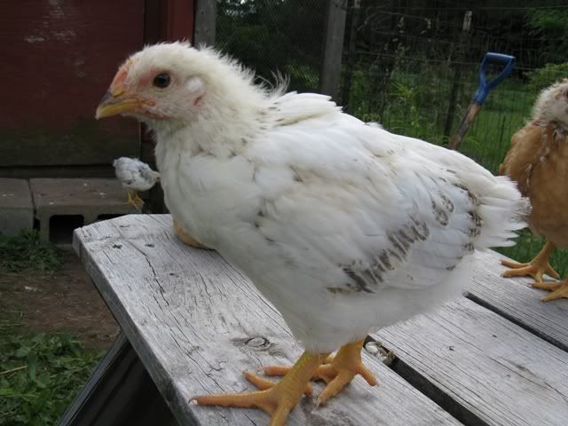 delaware_pullet.jpg