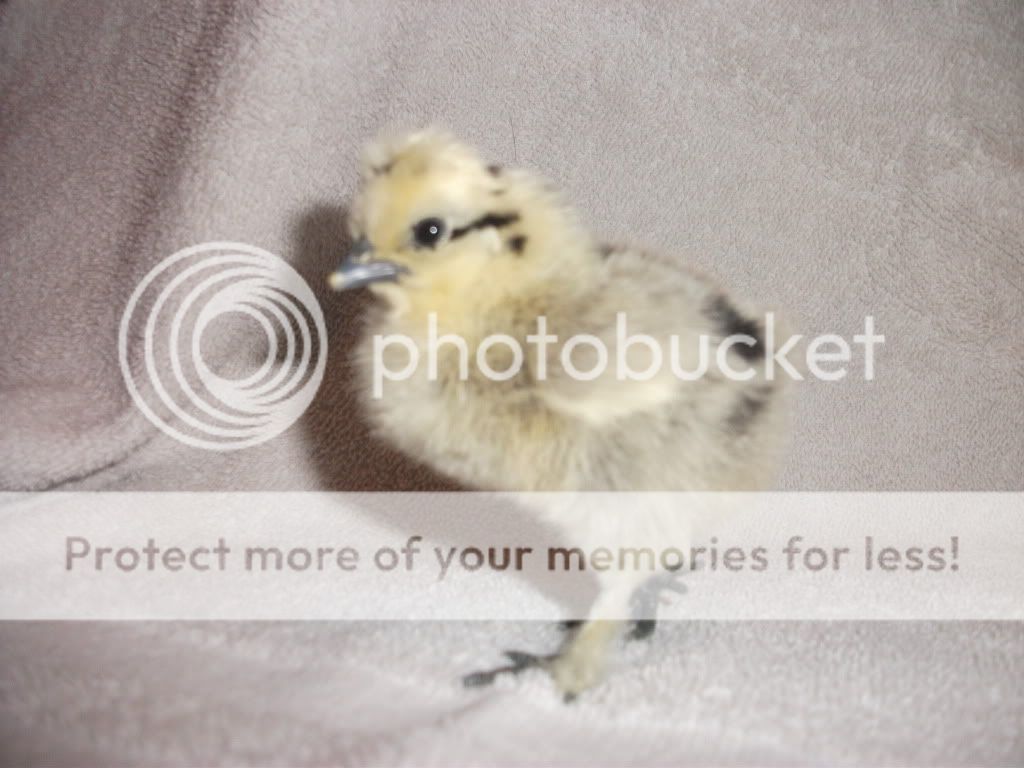 chick5.jpg