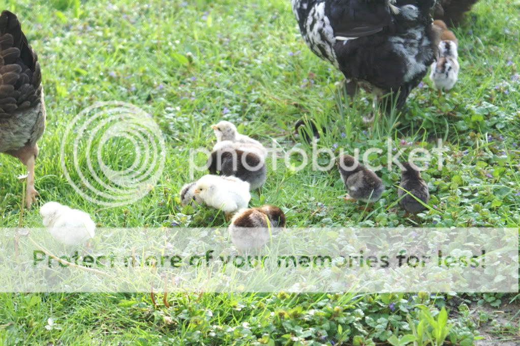 mychickens102.jpg