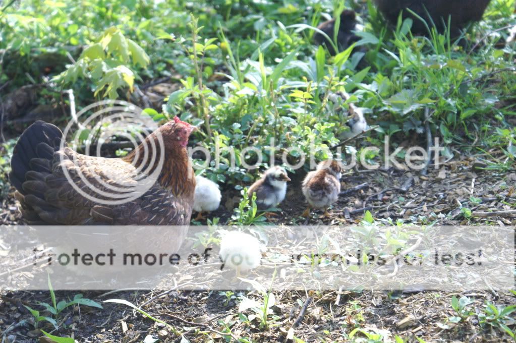 mychickens108.jpg
