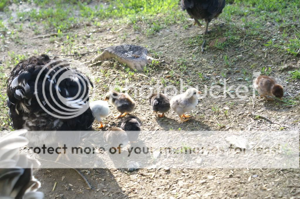 mychickens135.jpg