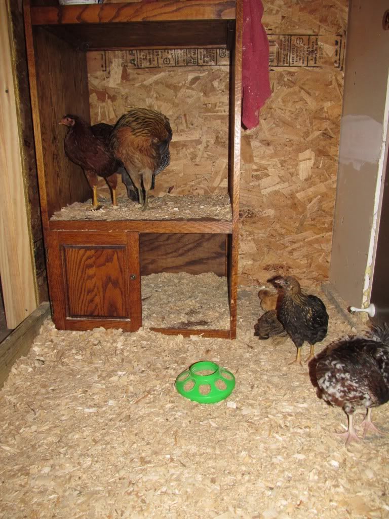 chickcoop004.jpg