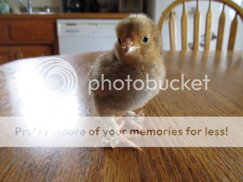 chicks006.jpg