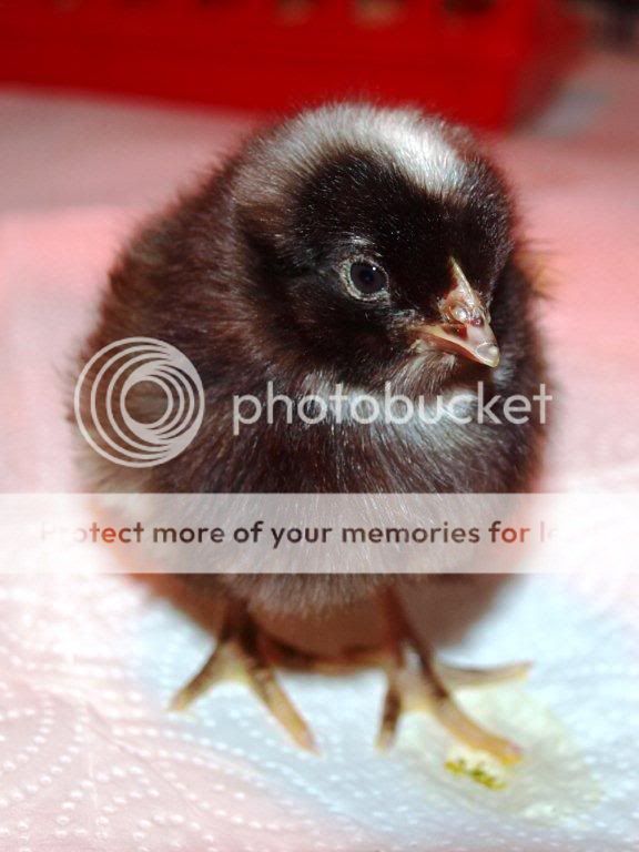 chicks032.jpg