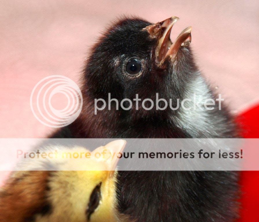 chicks083.jpg