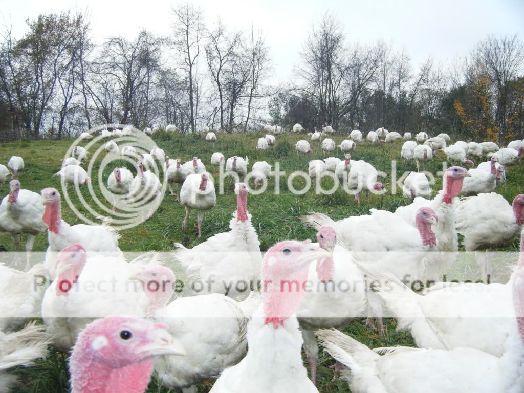 Turkeysgrass.jpg