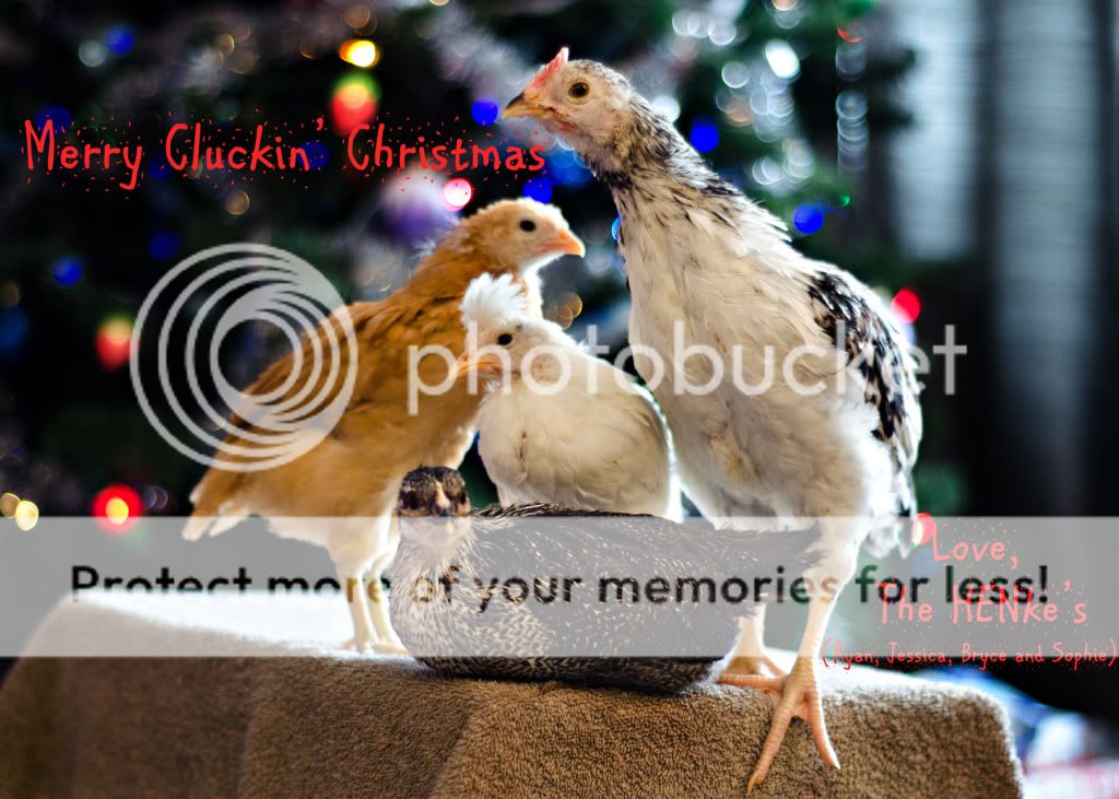 chickenfinal.jpg