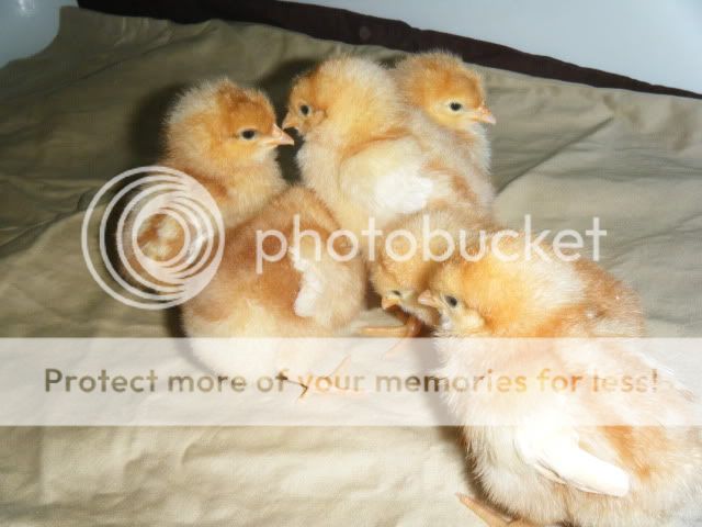 chicks005.jpg