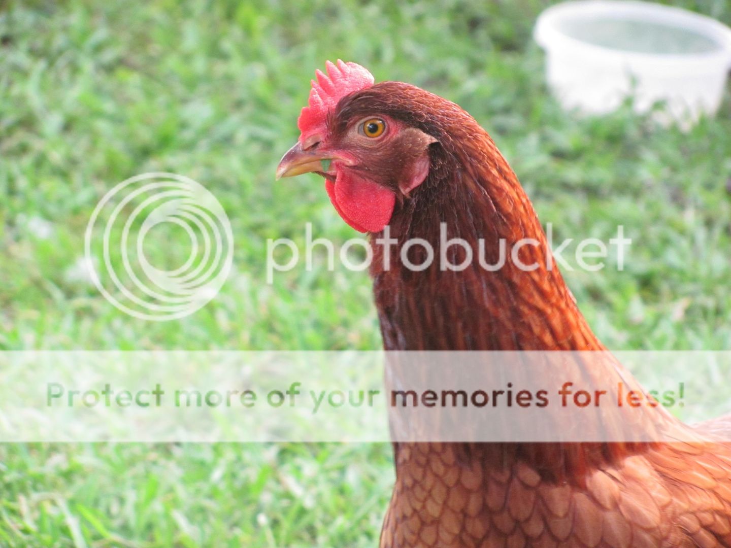 Chickens023.jpg