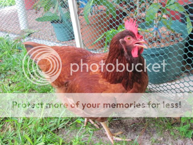 Chickenupdate021.jpg