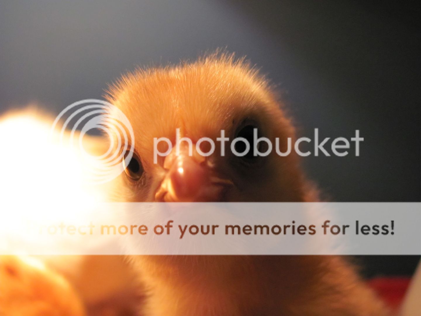 Chickpics005.jpg