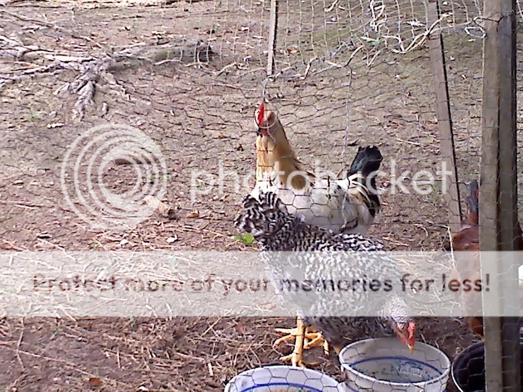 chicken7.jpg