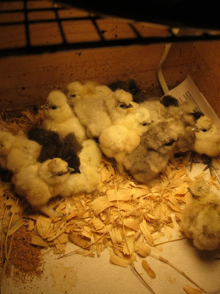 silkiechicksdoh05-18-112.jpg