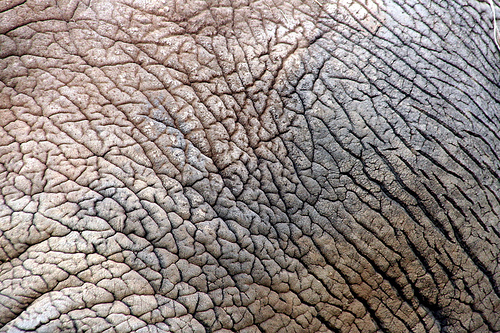 elephant-skin2.jpg