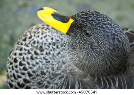 stock-photo-black-and-white-spotted-goose-or-duck-with-a-yellow-beak-45070549.jpg