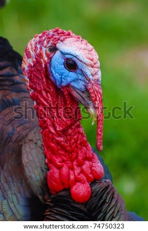 stock-photo-wild-north-american-male-turkey-74750323.jpg
