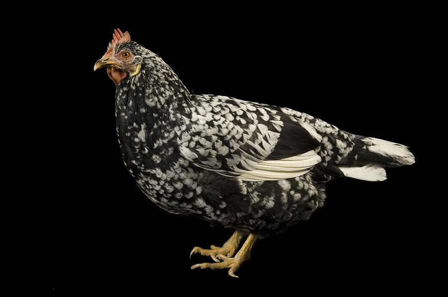an-ancona-chicken-at-the-soukup-farm-joel-sartore.jpg