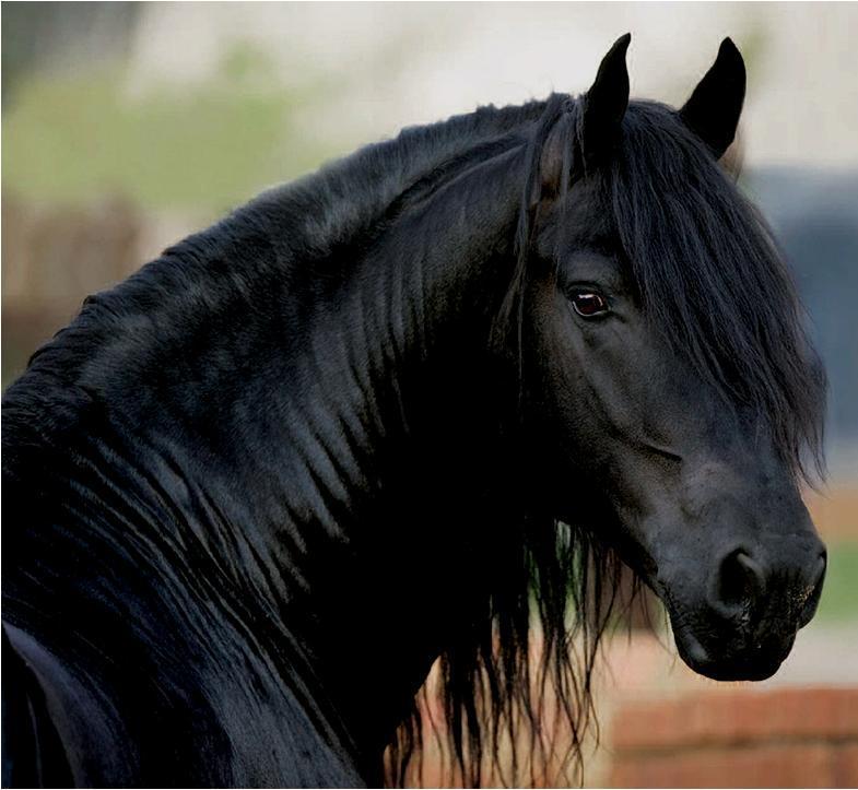Friesian-mare-horses-10545953-785-723.jpg