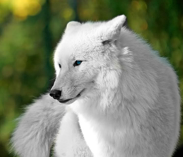Beautiful-White-Wolves-wolves-32683888-718-616.jpg