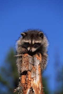 california-raccoon-laws-800x800.jpg