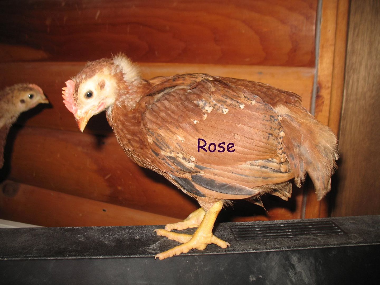 RIRchicksRose2.jpg