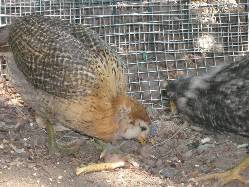 NewChicks5weeks040.jpg