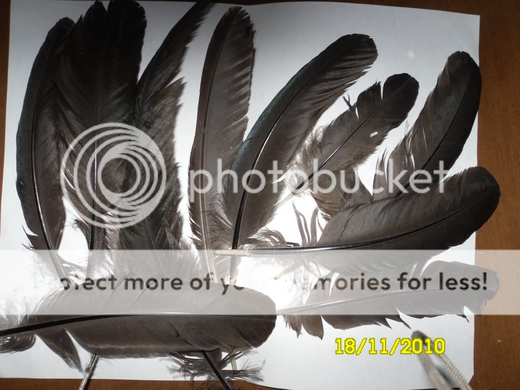 blackorpfeathers001.jpg