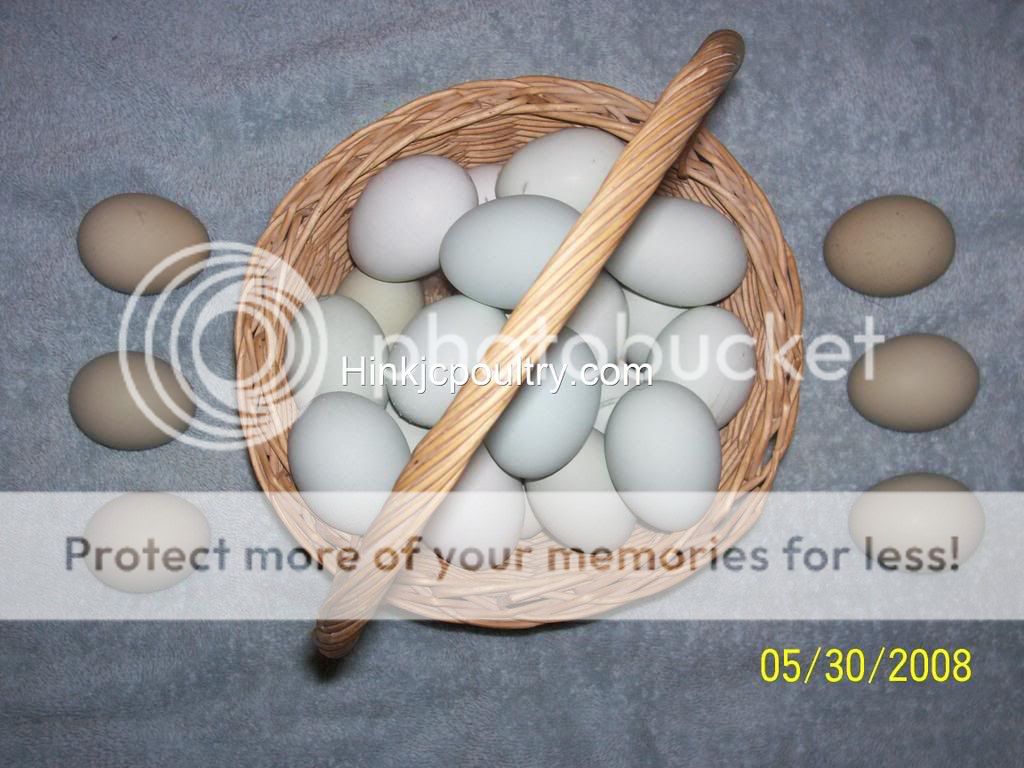 blueeggs2003_final.jpg