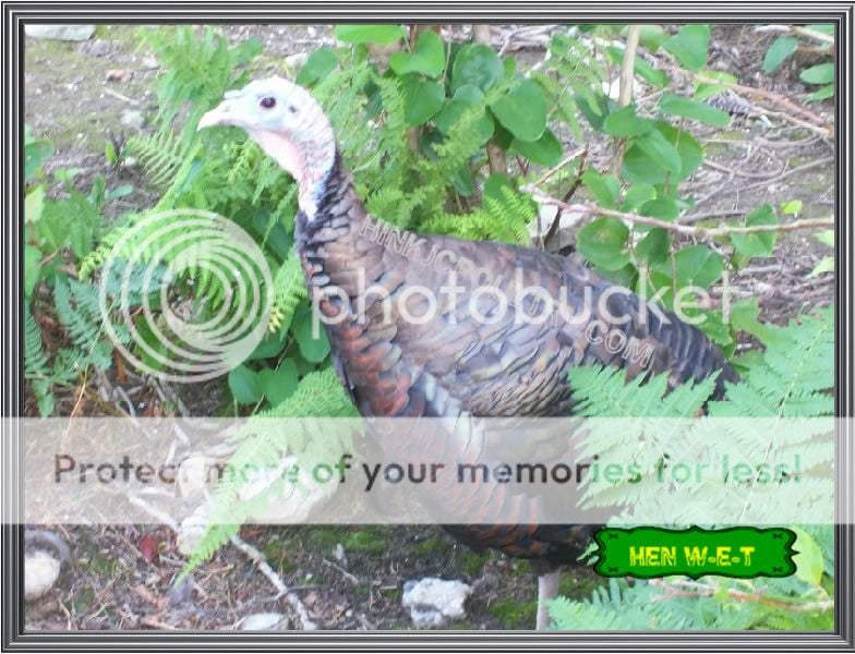 pheasantchicks018.jpg