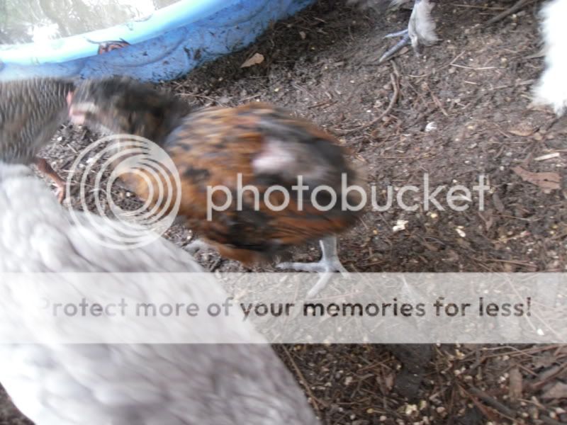 chickens041.jpg