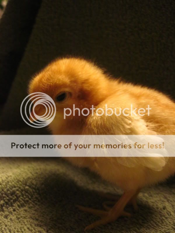 chicks002.jpg