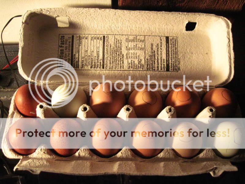 eggs001-1.jpg