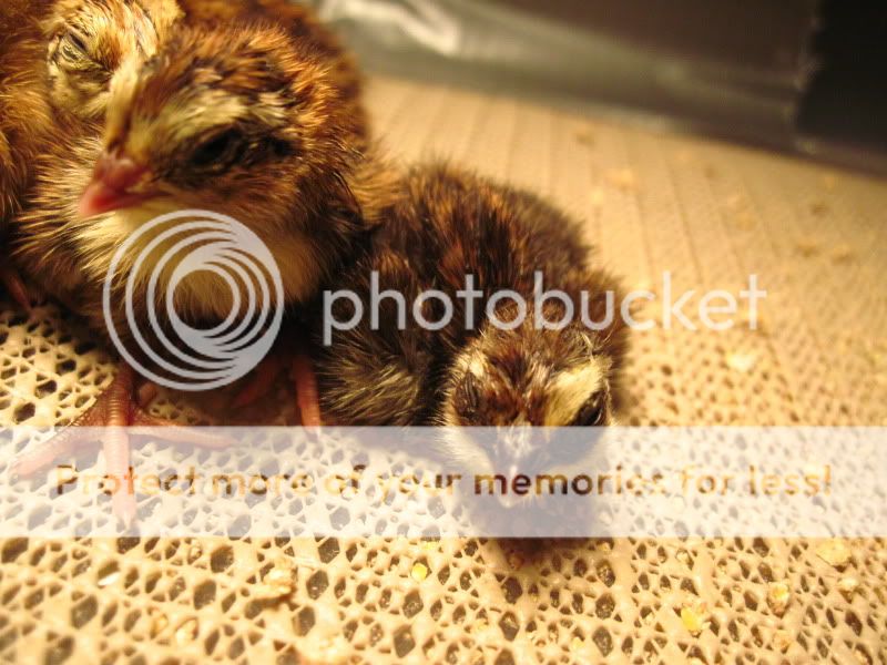 quail022.jpg