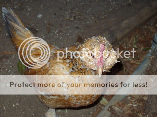 Chickens011.jpg