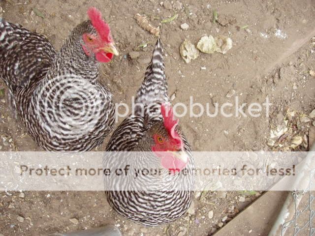 Chickens078.jpg