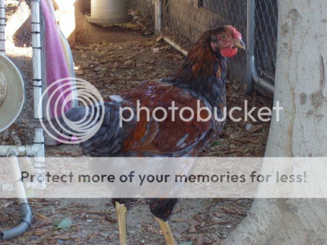 Chickens152.jpg