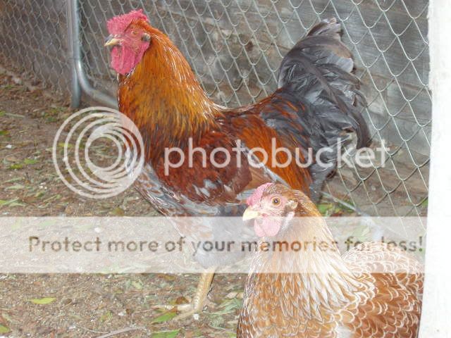 Chickens166.jpg