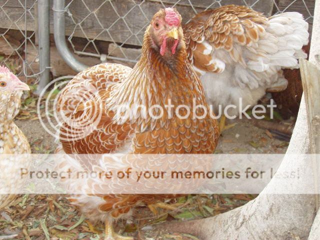 Chickens167.jpg