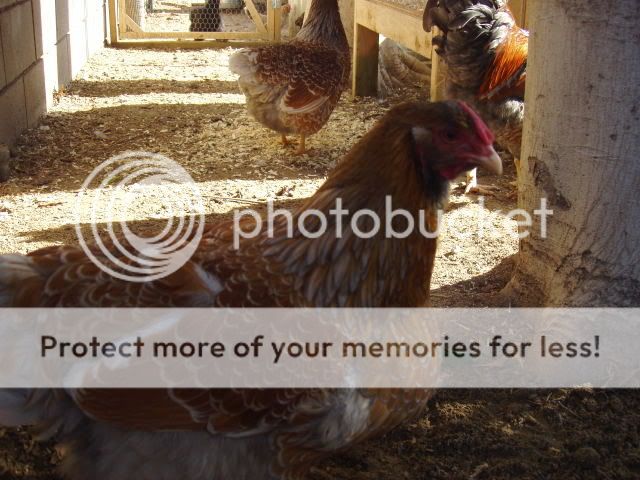 Chickens212.jpg