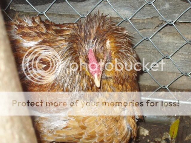 Chickens215.jpg