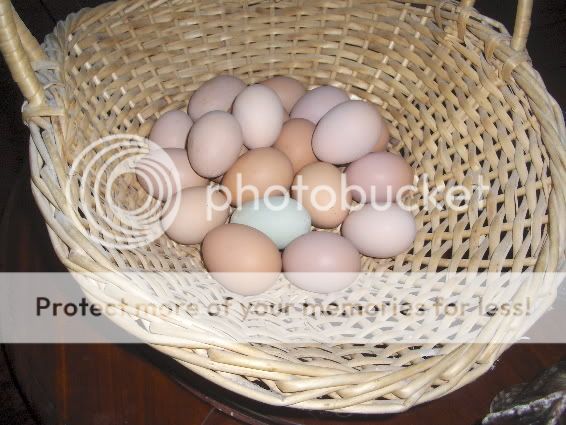 eggbasket.jpg