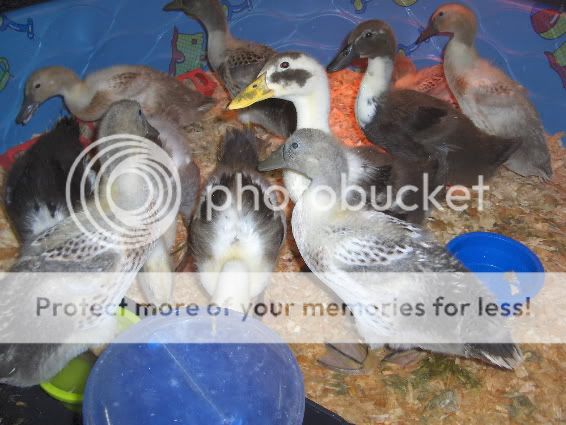 Ducklings.jpg